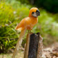 Orange calcite parrot on black tourmaline matrix