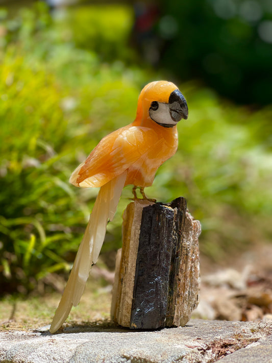 Orange calcite parrot on black tourmaline matrix
