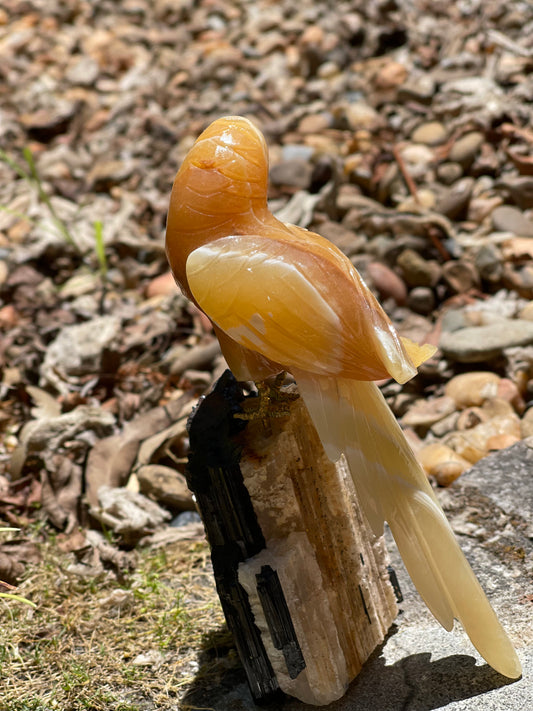 Orange calcite parrot on black tourmaline matrix