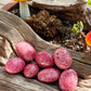 Rhodonite Tumbles