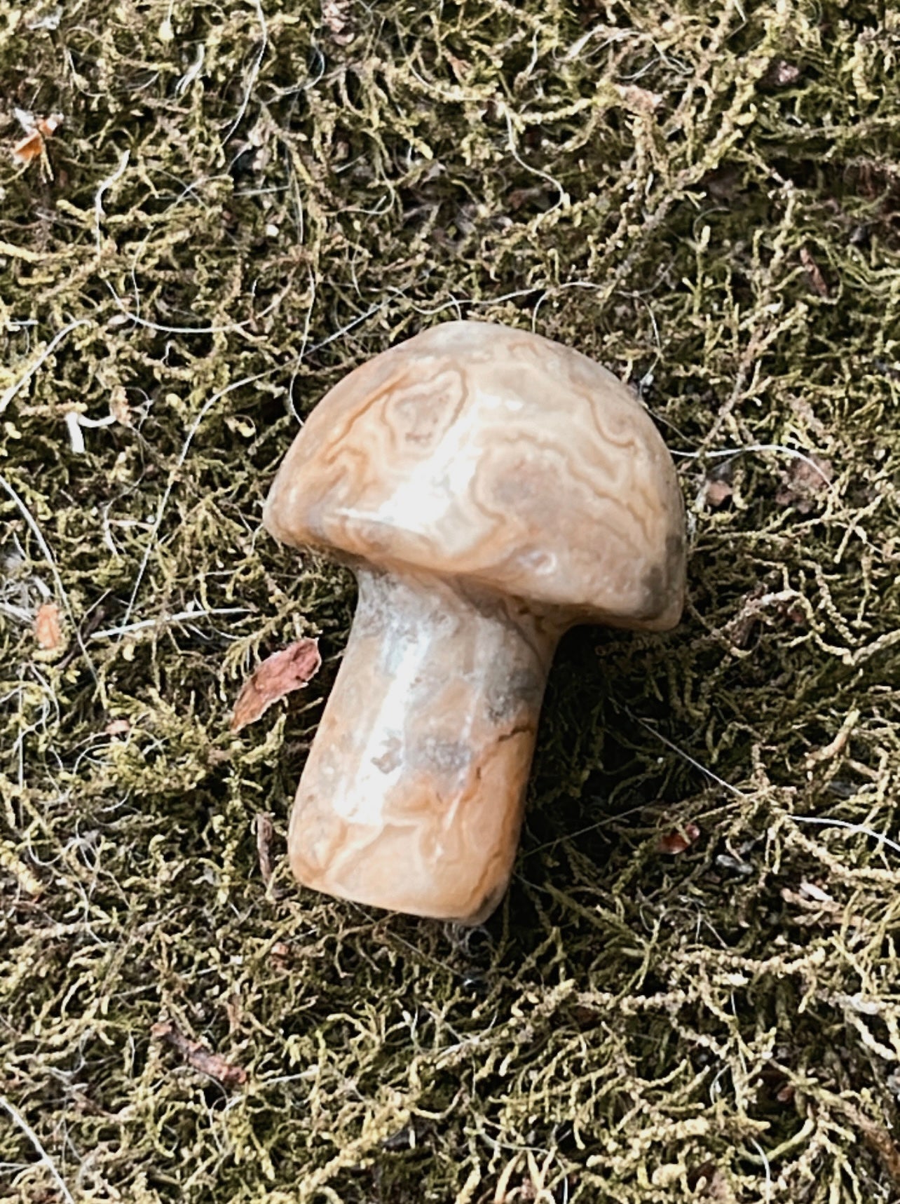 Mini Mushies
