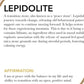 Lepidolite Tumbles