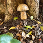 Mini Mushies