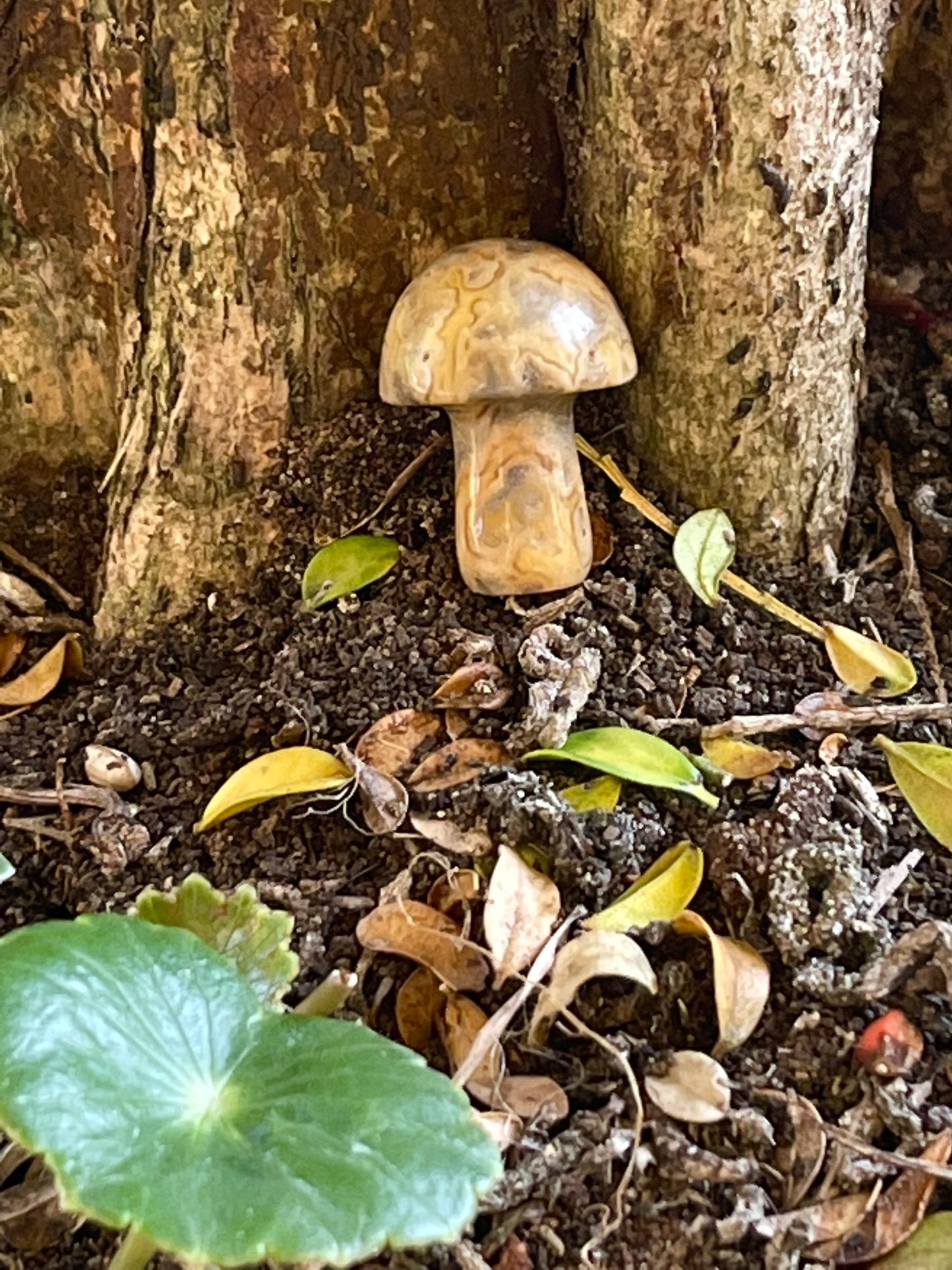 Mini Mushies